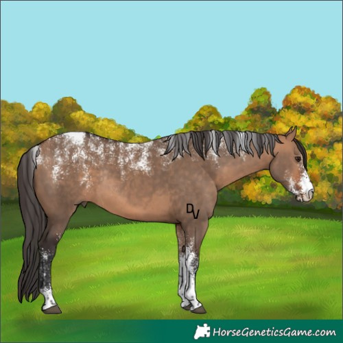 Horse Color:Powder White Bay Dun Rabicano