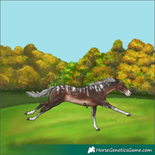 Horse Color:Powder White Silver Brown