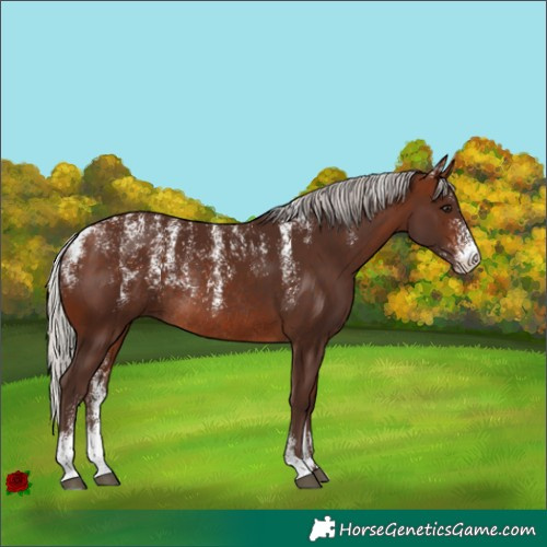 Horse Color:Powder White Silver Brown Rabicano 
