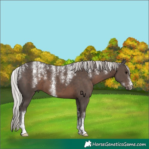 Horse Color:Powder White Silver Black