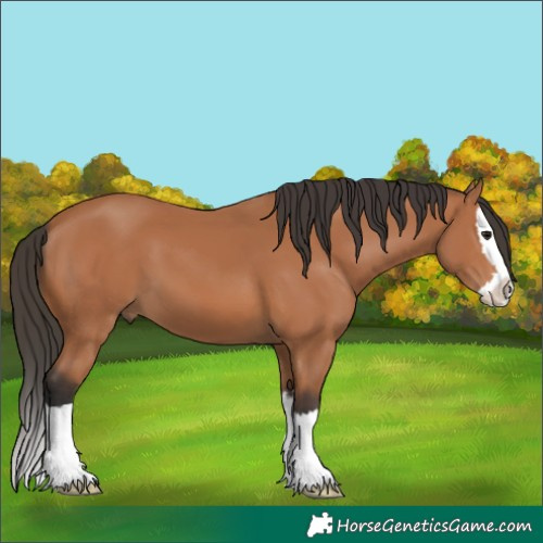 Horse Color:Bay Splash 