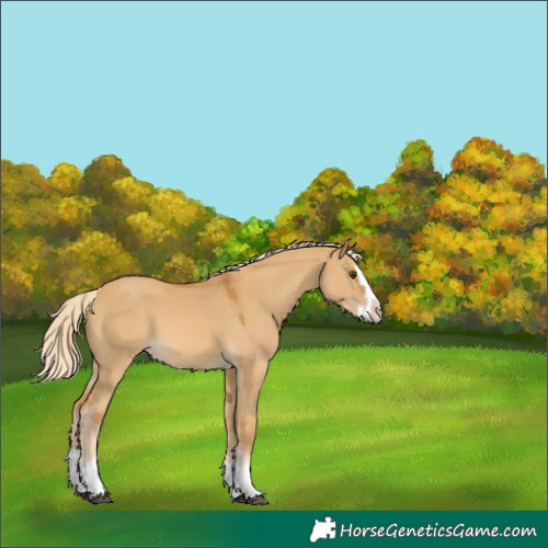 Horse Color:Palomino Dun Splash 