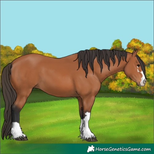 Horse Color:Bay 