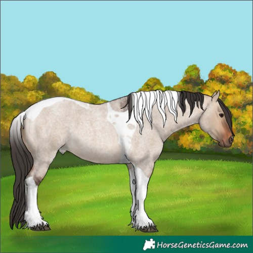 Horse Color:Bay Roan Dun Tobiano