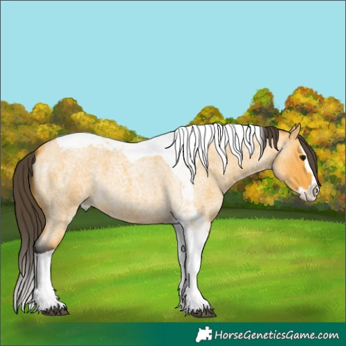 Horse Color:Buckskin Roan Splash Tobiano 