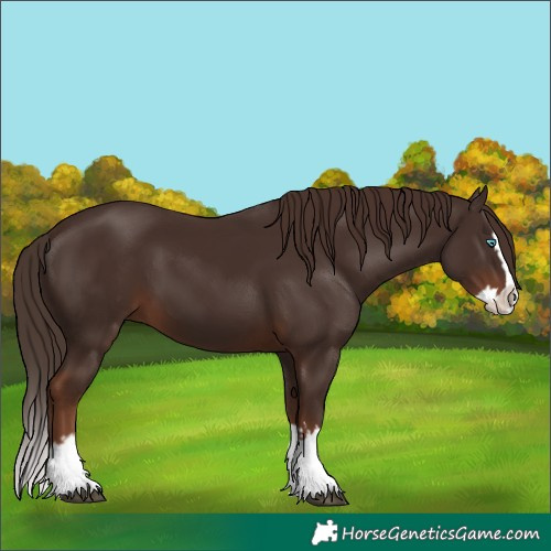 Horse Color:Liver Chestnut Splash 