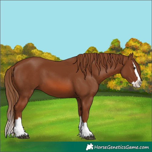 Horse Color:Chestnut Splash