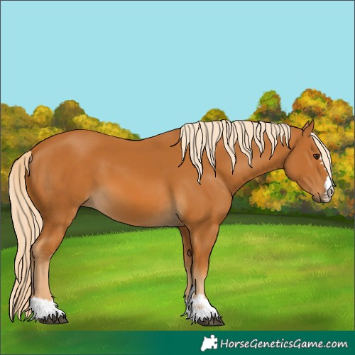 Horse Color:Palomino 