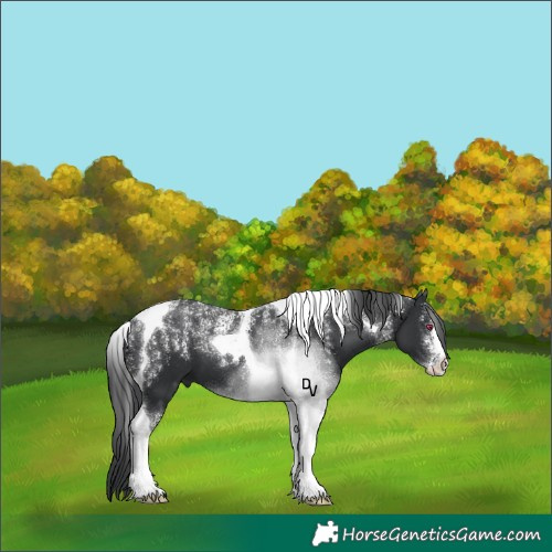 Horse Color:Powder White Black Tobiano 