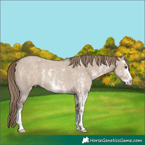 Horse Color:Liver Red Dun Sabino Rabicano