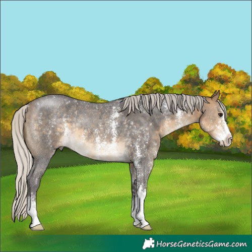 Horse Color:Silver Buckskin Sabino Rabicano 
