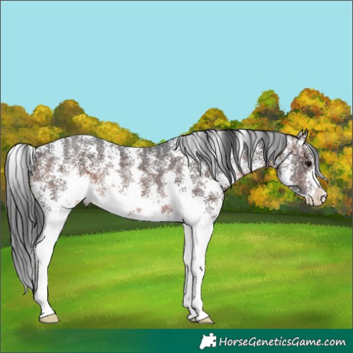 Horse Color:Brown Sabino Rabicano