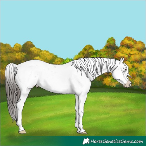 Horse Color:Bay Sabino Rabicano