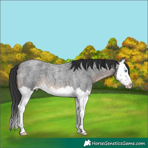 Horse Color:Brown Roan Splash