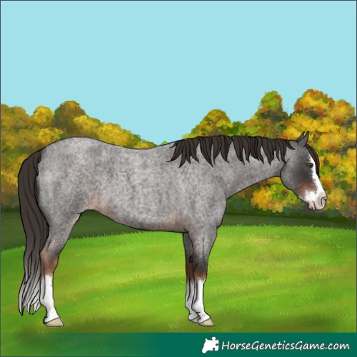 Horse Color:Liver Red Roan Splash