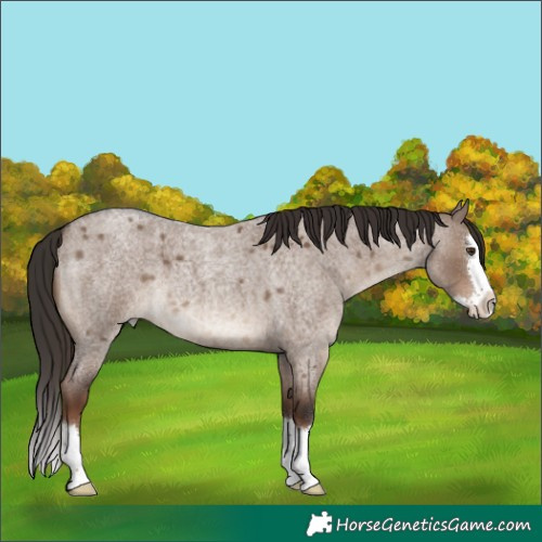 Horse Color:Liver Red Dun Roan Splash