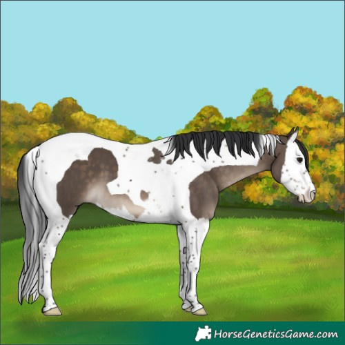 Horse Color:Brown Dun Splash Tobiano 