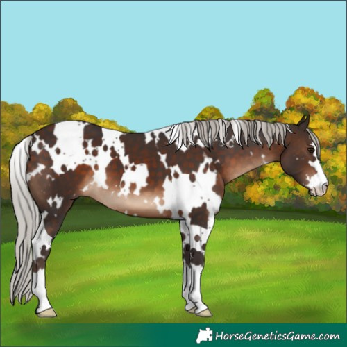 Horse Color:White Spotted Silver Brown