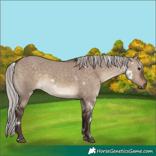 Horse Color:White Spotted Silver Brown Dun 