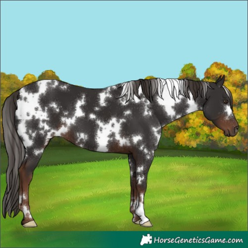 Horse Color:White Spotted Liver Chestnut
