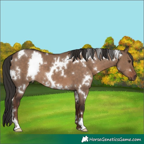Horse Color:White Spotted Liver Red Dun 