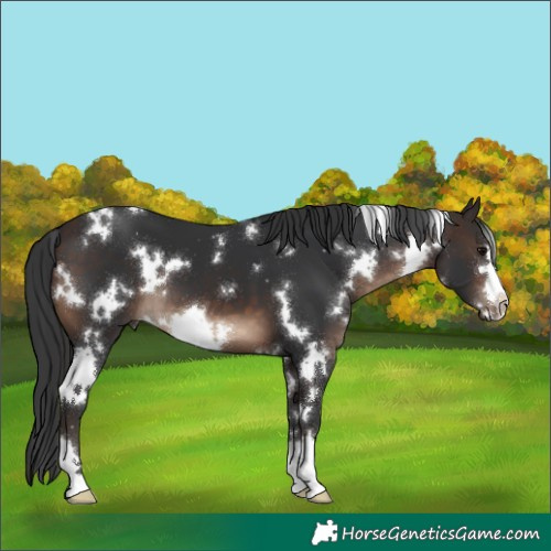 Horse Color:White Spotted Brown 