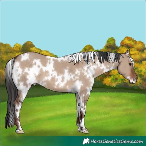 Horse Color:White Spotted Liver Red Dun