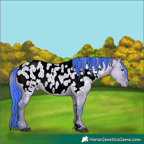 Horse Color:Watercolor Plaid Liver Red Dun Near Leopard