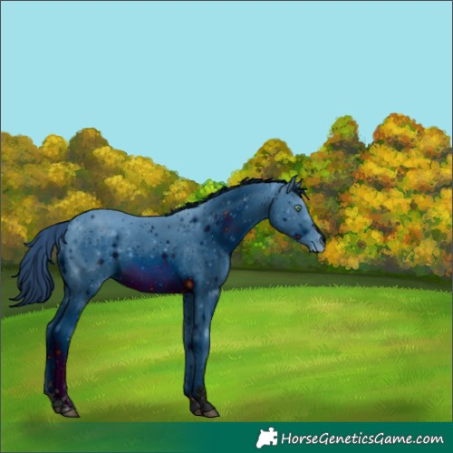 Horse Color:ERROR: UNKNOWN ANOMALY
