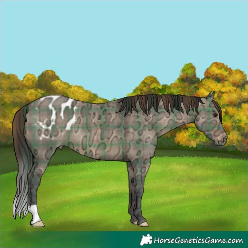 Horse Color:Plaid Brown Ice Dun Varnish