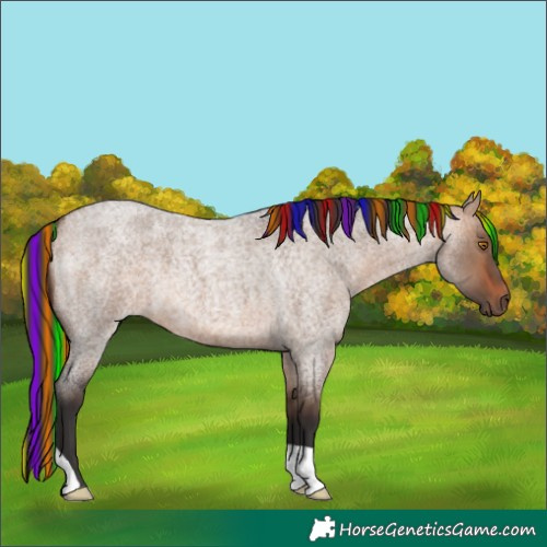 Horse Color:Painted Bay Roan Dun