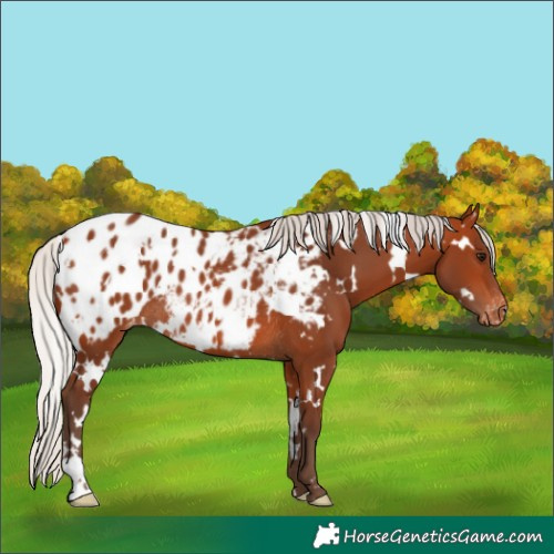 Horse Color:White Spotted Silver Bay Blanket Rabicano