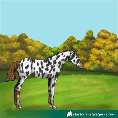 Horse Color:Gray Liver Chestnut Appaloosa 