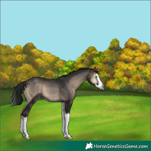 Horse Color:Gray Blue Onyx Splash Rabicano 