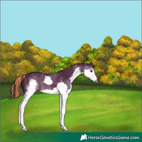 Horse Color:Gray Painted Brown Dun Splash