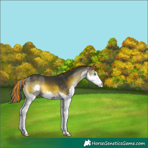 Horse Color:Painted Brown Onyx Splash