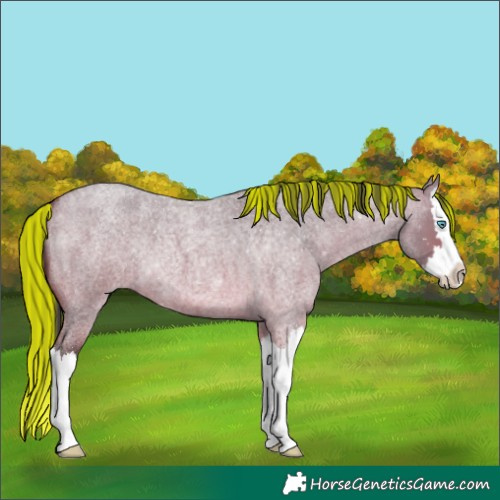 Horse Color:Painted Bay Roan Dun Splash