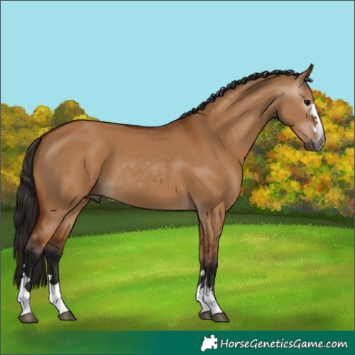 Horse Color:Gray Bay Dun 