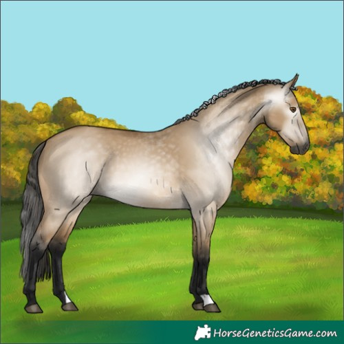 Horse Color:Gray Buckskin Dun