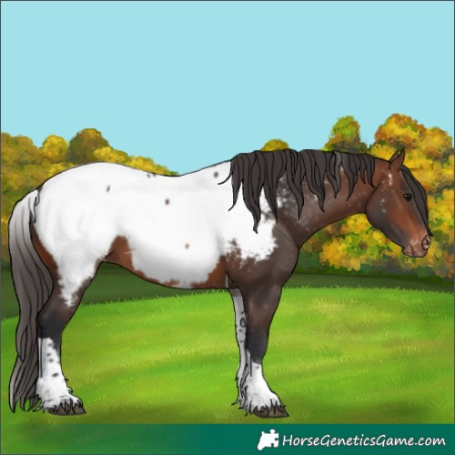 Horse Color:White Spotted Brown Tobiano Near Fewspot Rabicano