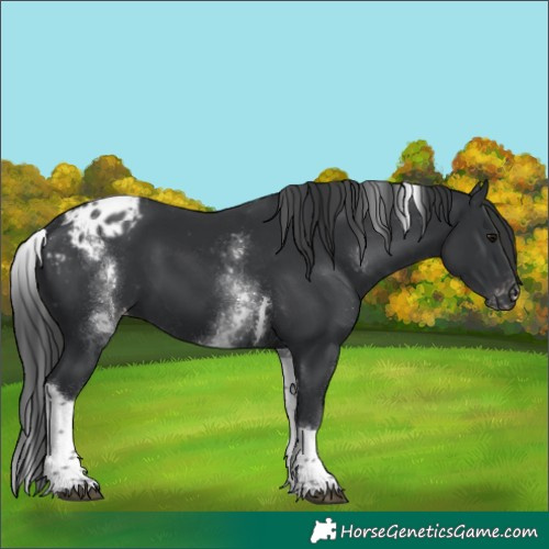 Horse Color:White Spotted Black Tobiano Blanket