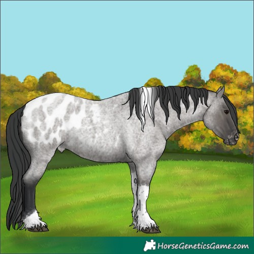 Horse Color:Grullo Roan Tobiano Blanket Rabicano 