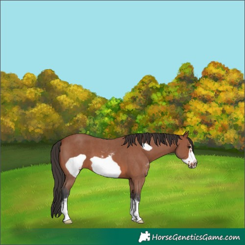 Horse Color:Bay Sabino Frame