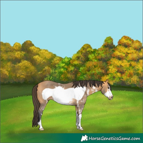 Horse Color:Buckskin Sabino Frame 