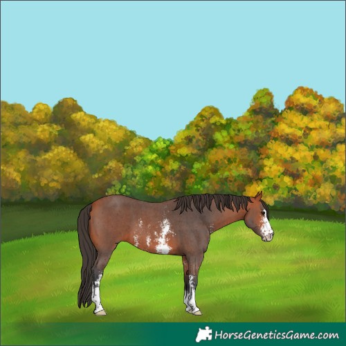 Horse Color:Bay Sabino 