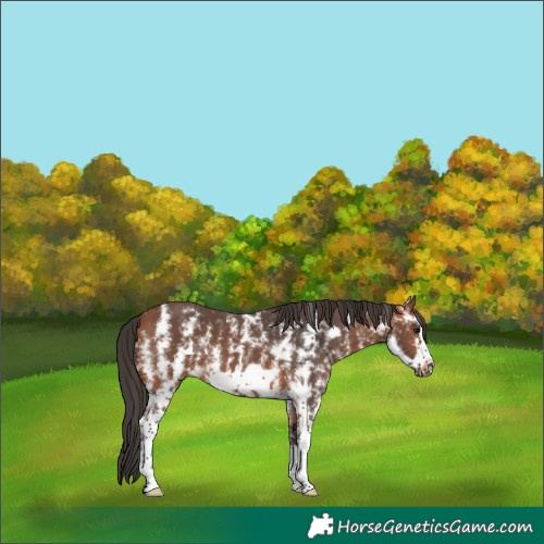 Horse Color:Bay Sabino Frame