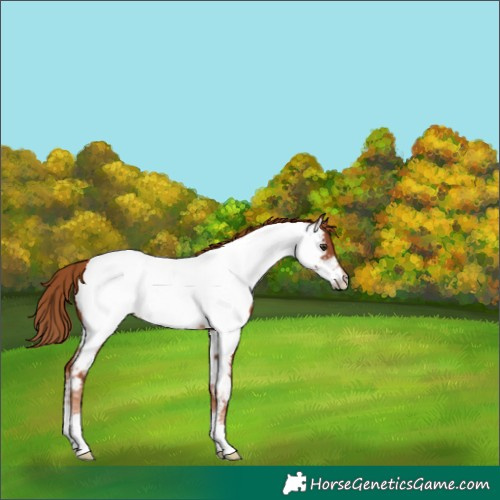 Horse Color:Chestnut Sabino Appaloosa