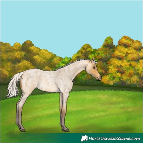 Horse Color:Silver Buckskin Roan