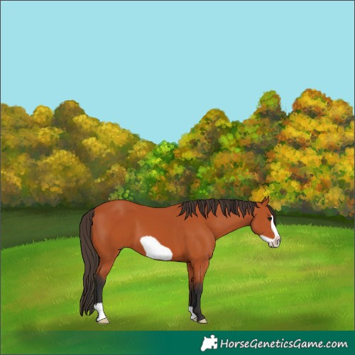 Horse Color:Bay Frame
