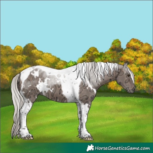 Horse Color:White Spotted Silver Brown Ice Dun Tobiano